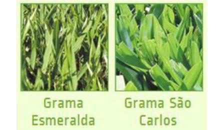 GRAMA ESMERALDA OU SAO CARLOS OU CURITIBANA, EM PLACAS, SEM PLANTIO