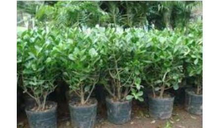 Foto do insumo SINAPI 10826 — MUDA DE ARBUSTO FLORIFERO, CLUSIA/GARDENIA/MOREIA BRANCA/ AZALEIA OU EQUIVALENTE