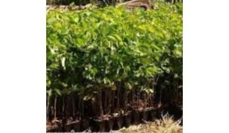 Foto do insumo SINAPI 365 — MUDA DE ARBUSTO FOLHAGEM, SANSAO-DO-CAMPO OU EQUIVALENTE DA REGIAO, H= *50 A 70*