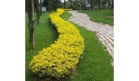 Foto do insumo SINAPI 38640 — MUDA DE ARBUSTO, PINGO DE OURO/ VIOLETEIRA, H = *10 A 20* CM