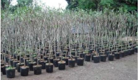 Foto do insumo SINAPI 358 — MUDA DE ARVORE ORNAMENTAL, OITI/AROEIRA SALSA/ANGICO/IPE/JACARANDA OU EQUIVALENT