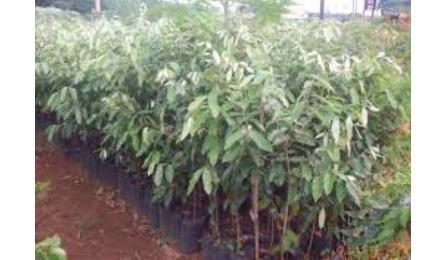 Foto do insumo SINAPI 359 — MUDA DE ARVORE ORNAMENTAL, OITI/AROEIRA SALSA/ANGICO/IPE/JACARANDA OU EQUIVALENT