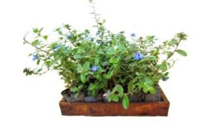 Foto do insumo SINAPI 360 — MUDA DE RASTEIRA/FORRACAO, AMENDOIM RASTEIRO/ONZE HORAS/AZULZINHA/IMPATIENS OU E