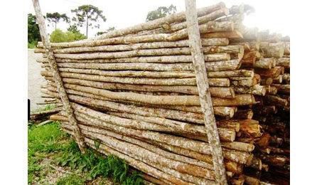 Foto do insumo SINAPI 2745 — PONTALETE ROLICO SEM TRATAMENTO, D = 8 A 11 CM, H = 3 M, EM EUCALIPTO OU EQUIVAL